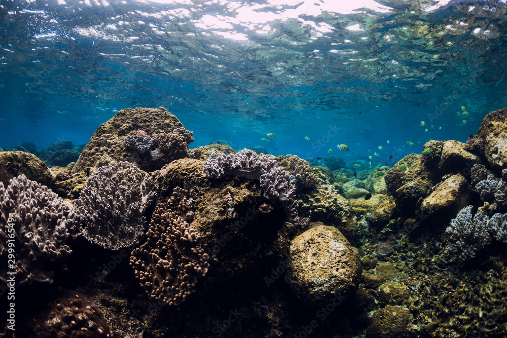 Underwater scene with corals, fish, rocks and sun rays. Tropical sea