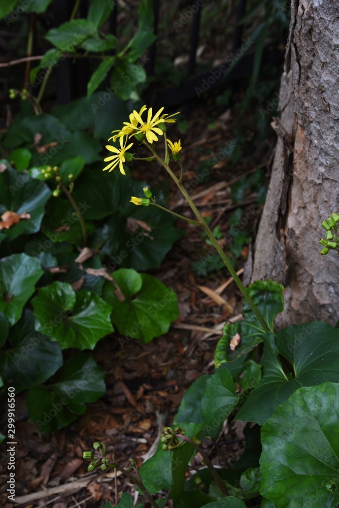 Obraz premium Japanese silver leaf flowers / Japanese silver leaf is an evergreen perennial plant of asteraceae with yellow flowers in autumn. Leafstalk is edible and medicinal.