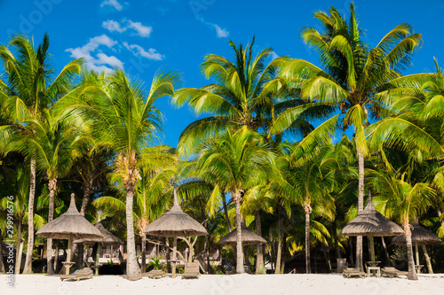 View of tropical resort. Chairs and umbrella with white sand, coconut palms and sky