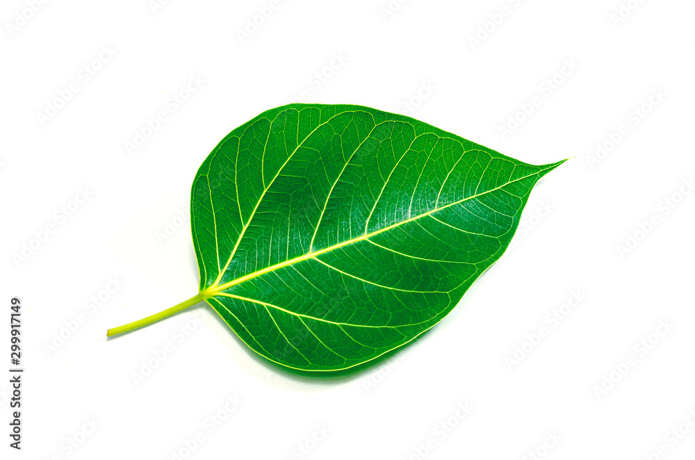 Obraz premium green leaf isolated on white background