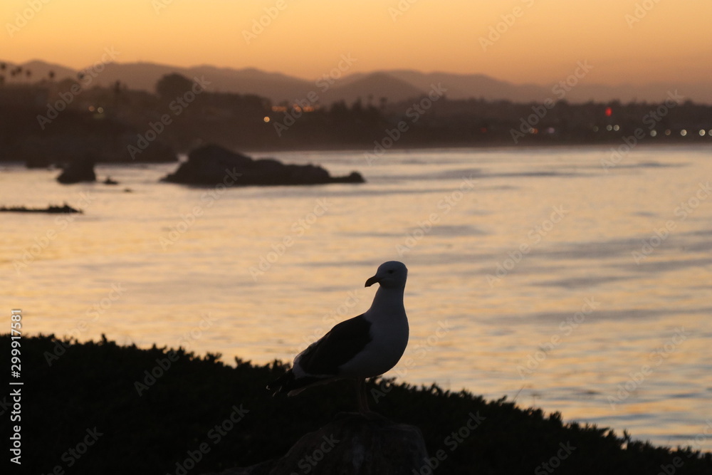 Seagull silhouette 