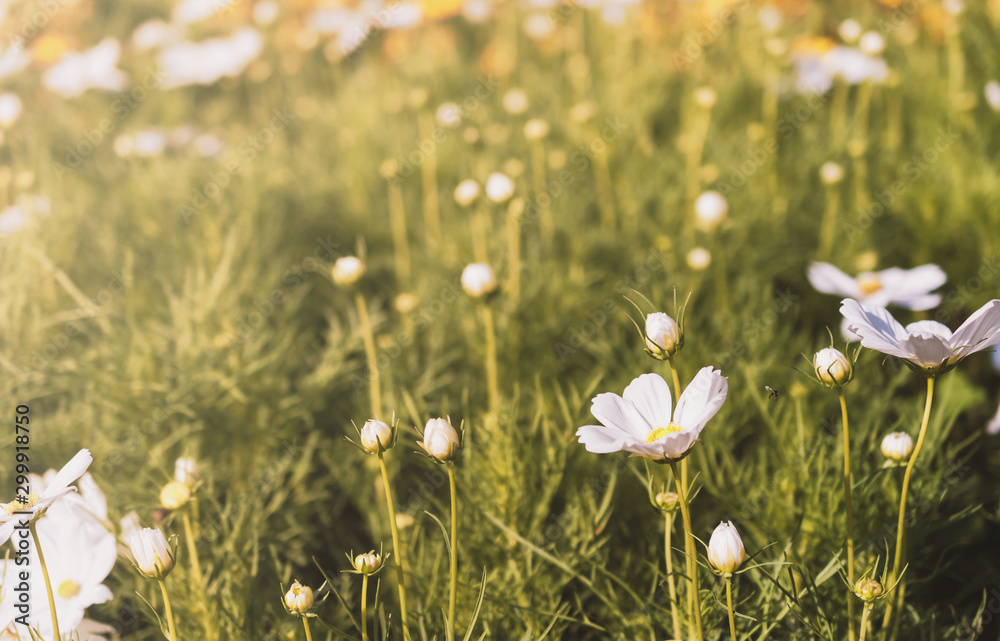 Field of cosmos flower