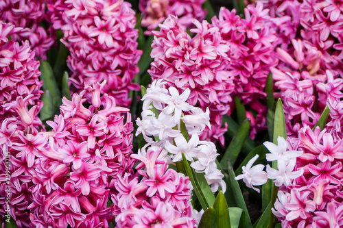 White Hyacinth Among Clusters of Pink