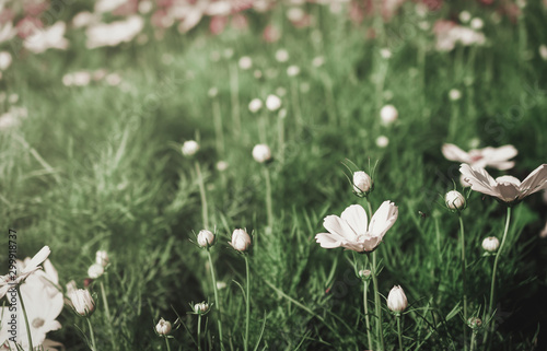 Field of cosmos flower