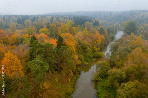 Drone view. Old pine trees surrounded by yellowed trees near the river in the fog