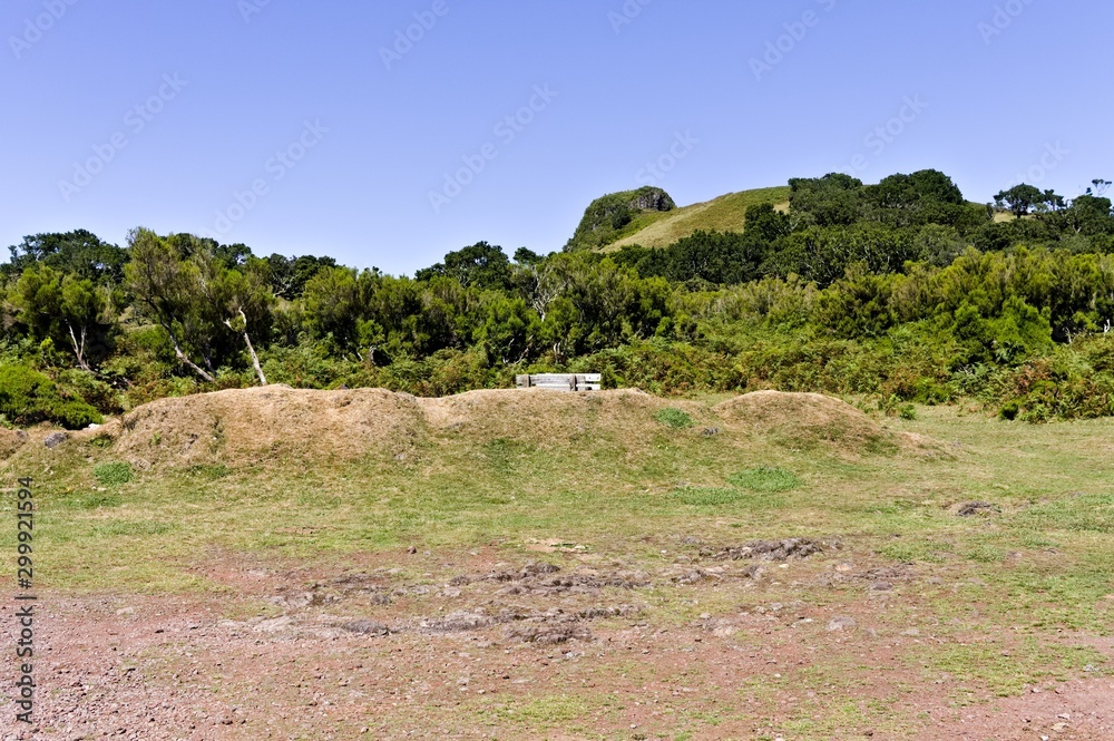 Isolated bench in the grassland behind a mound (Fanal, Madeira, Portugal, Europe)