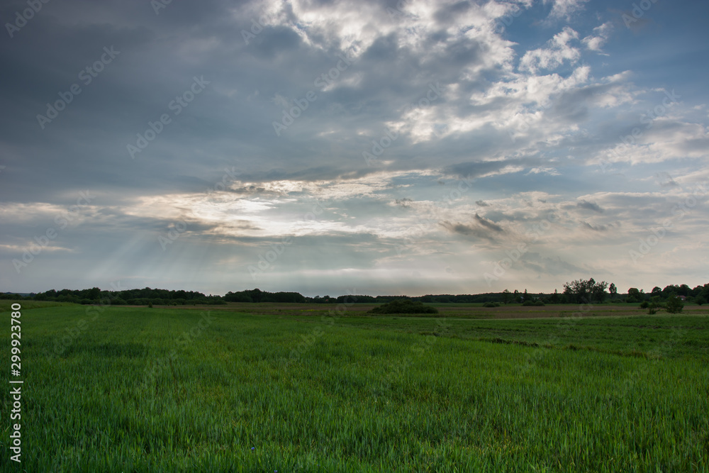 Green field of grain, horizon and storm clouds