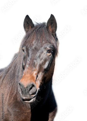 portrait brown horse isolated on white