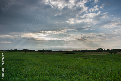 Green field of grain  horizon and storm clouds