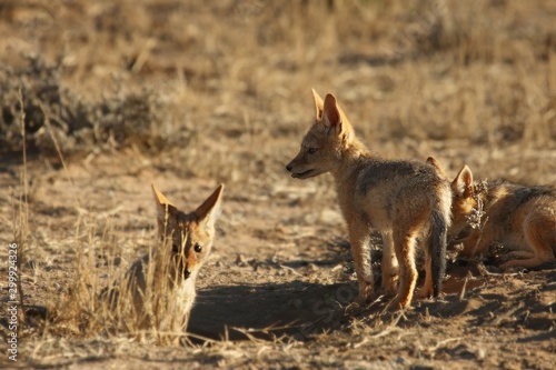 Black-backed jackal  Canis mesomelas  puppies playing in the dry grass in morning sun. Awaiting for mother.