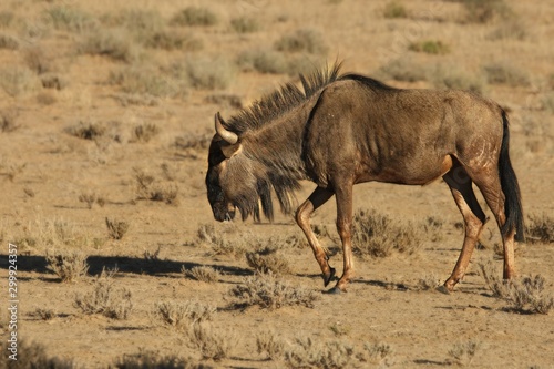 Fototapeta Naklejka Na Ścianę i Meble -  A blue wildebeest (Connochaetes taurinus) calmly walking in dry grassland on red sand in Kalahari desert.