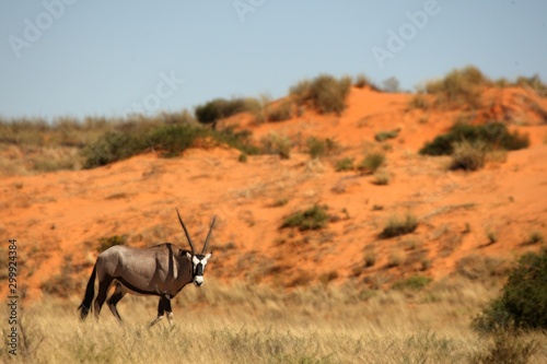 The gemsbok or gemsbuck  Oryx gazella  standing on the sand with sand in the background.