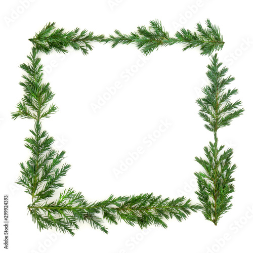 Juniper fir leaf border  and green wreath on white background with copy space. Juniperis chinensis.