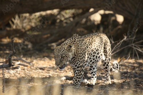 The African leopard (Panthera pardus pardus) after hunt have a rest in the shade in dry sand in Kalahari desert. 