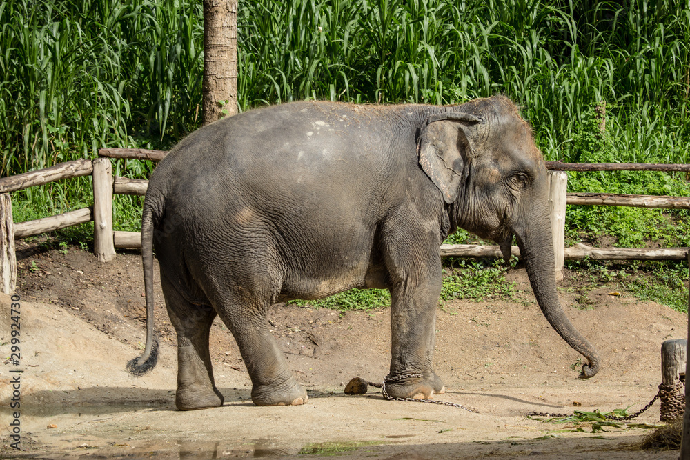 Naklejka premium Asian elephant