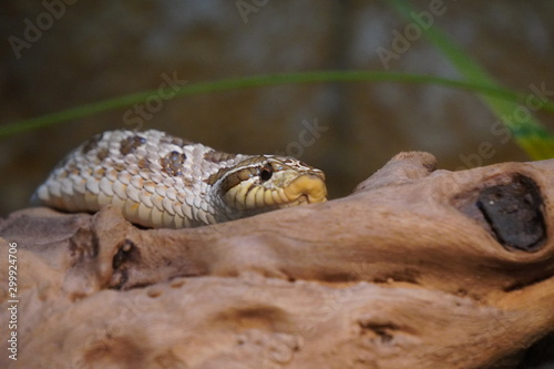 Western hognose snake photo