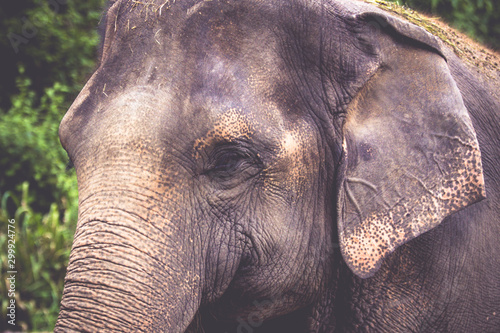 Close up asian elephant