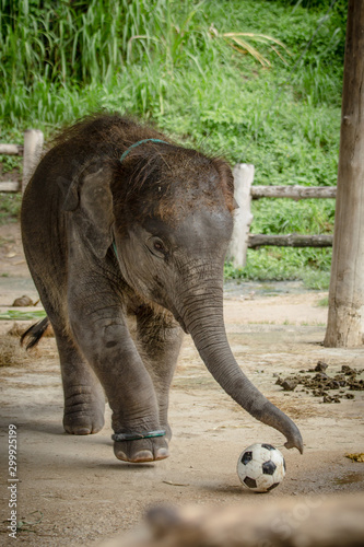 Photography Young asian elephant playing football
