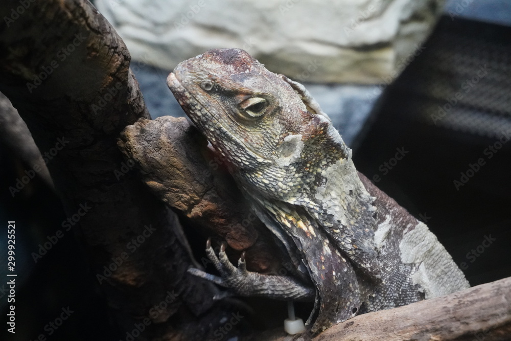Fototapeta premium Frilled neck lizard