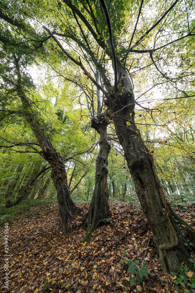 Fototapeta premium Autumn in the forest