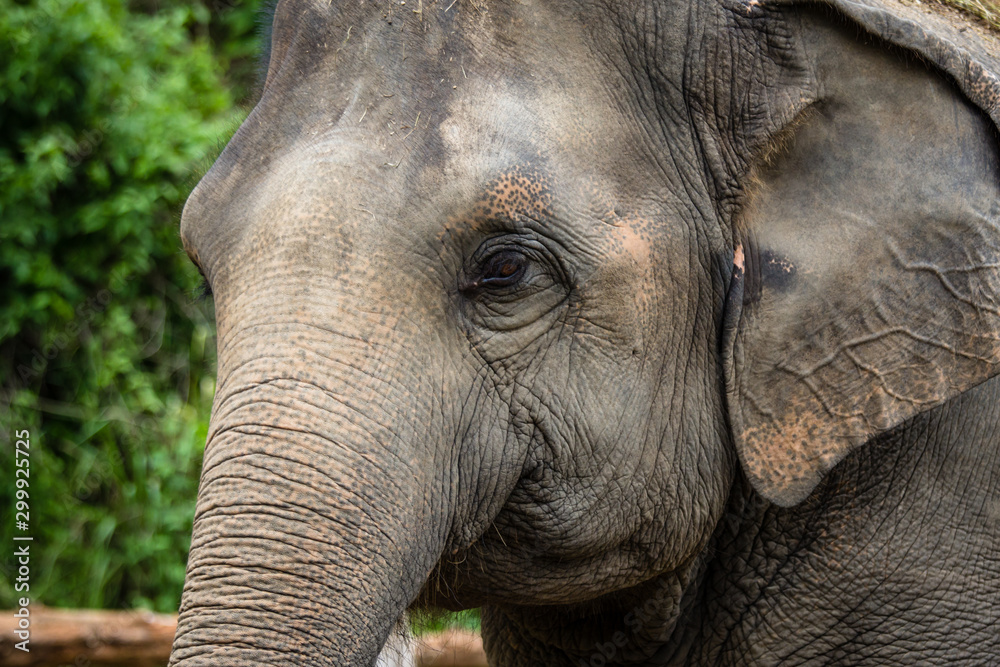 Fototapeta premium Close up asian elephant