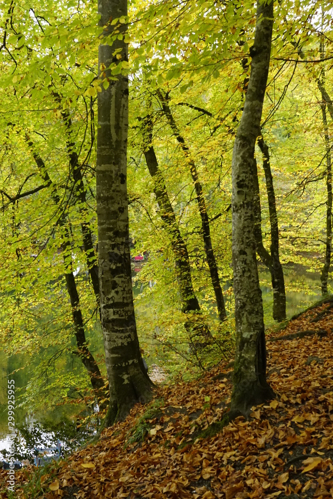 Fototapeta premium trees in the forest