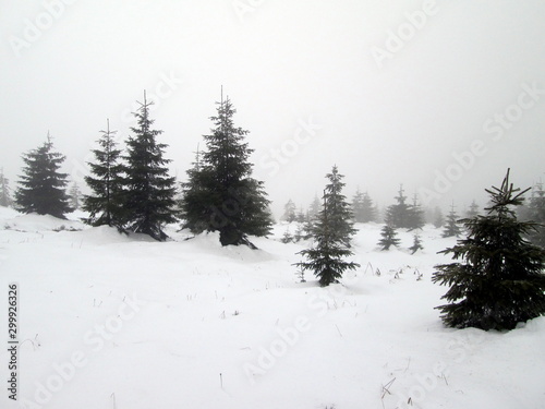 Spruce in the highlands © Ivan Koliadzhyn