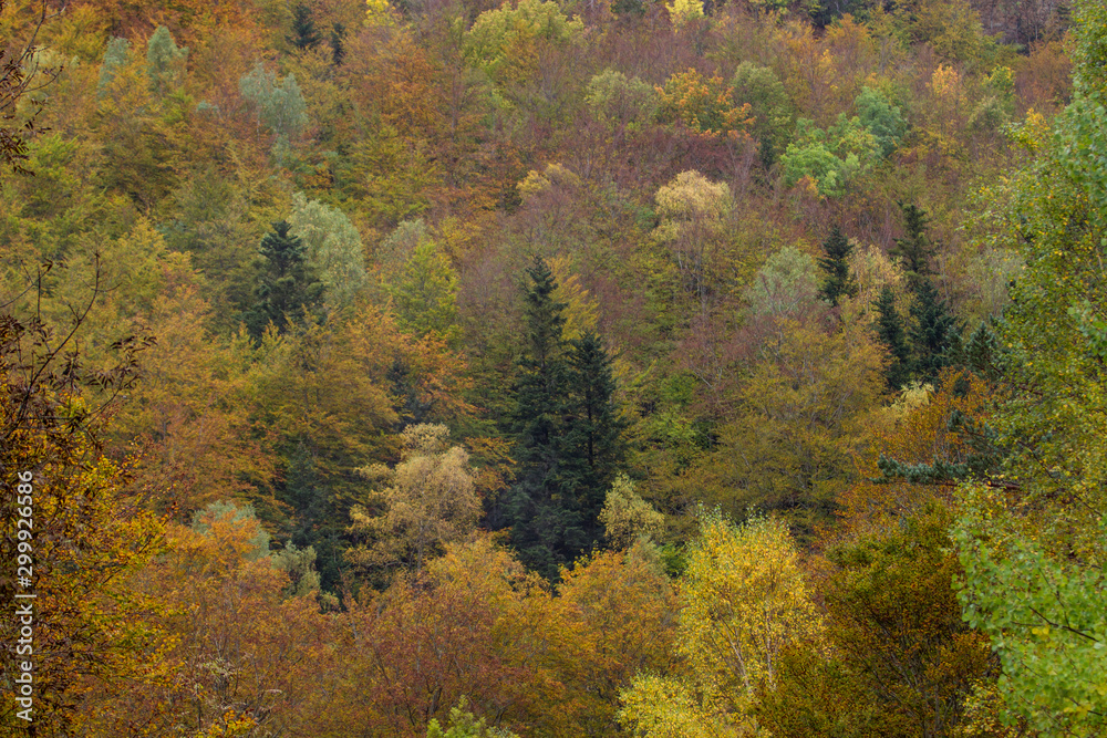 Fall colors, view of the trees with different colors in autumn. Horizontal.