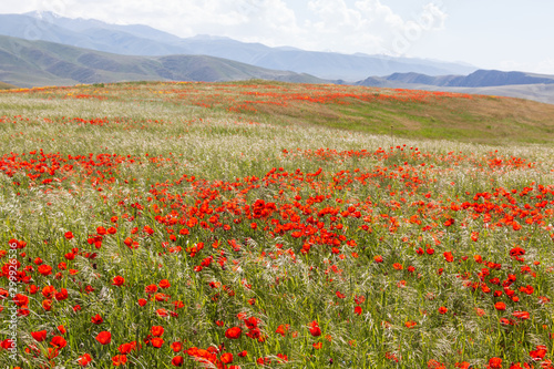 Poppy field in the mountains
