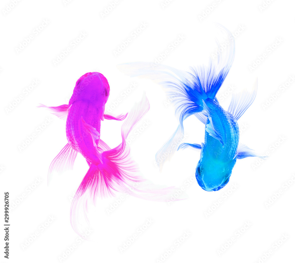 Color Mixing Goldfish Isolated on White Background Color Mixing Goldfish Isolated on White Background