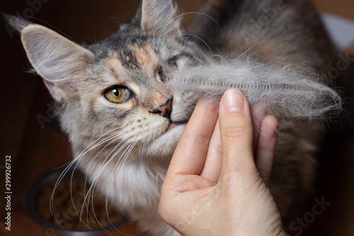The Maine Coon cat studies the combed cat hair in the woman's hand