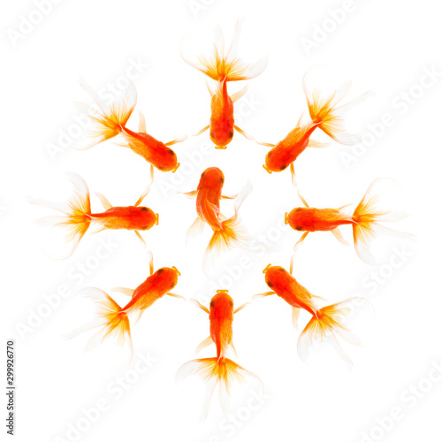 Gold fish isolated on a white background