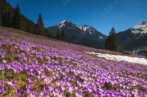 Spring in Tatra Mountains with crocuses in valley Chocholowska 