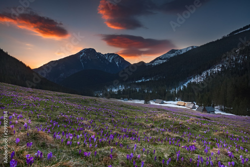 Spring in Tatra Mountains with crocuses in valley Chocholowska 