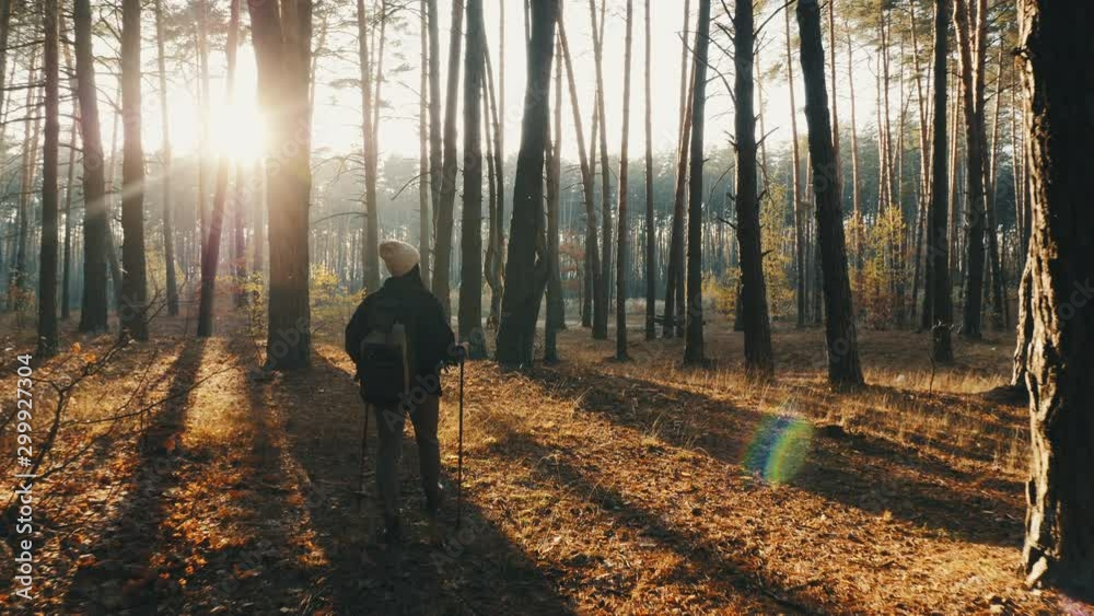 Rear view of female hiker is trekking through the forest on sunny autumn day, slow-motion 4k shot