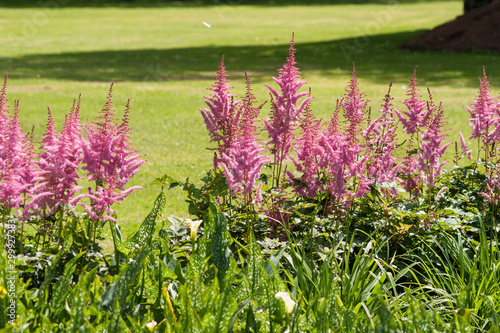 Pink False goat's beard flowers in the park