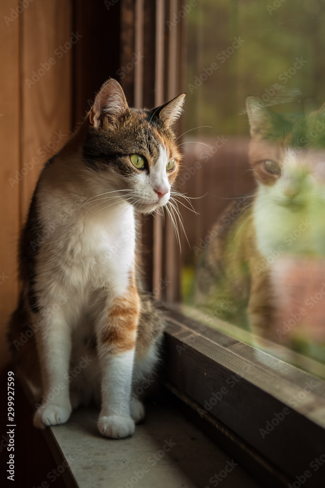 Neugierige Glückskatze schaut aufmerksam aus dem Fenster Neugierige Glückskatze schaut aufmerksam aus dem Fenster