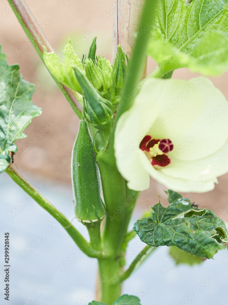 Obraz premium オクラの花とオクラ
