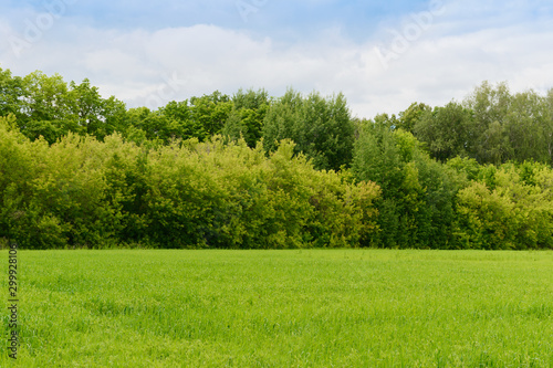 Summer landscape with green field and forest on the horizon