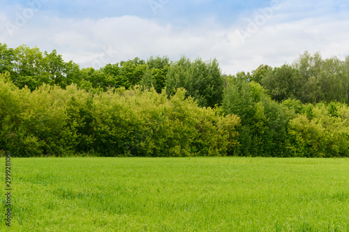 Summer landscape with green field and forest on the horizon photo