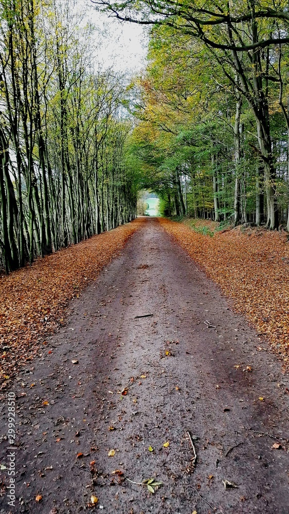 Naklejka premium road in the forest