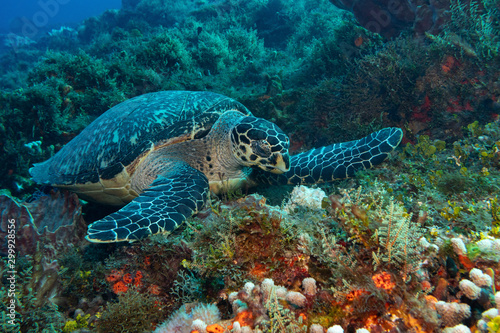 sea turtle on coral reef