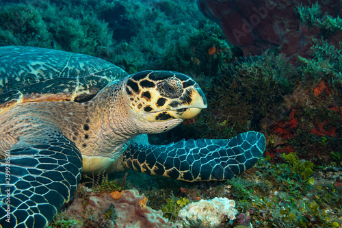 sea turtle on coral reef