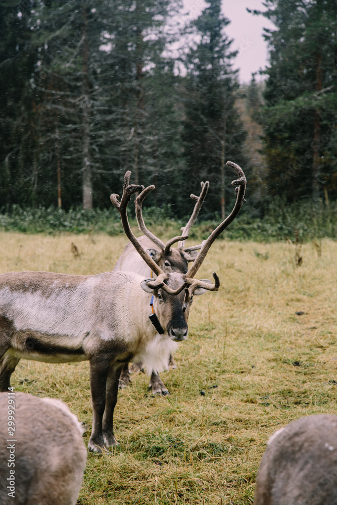 Great polar dears in the Finland farm near Lapland