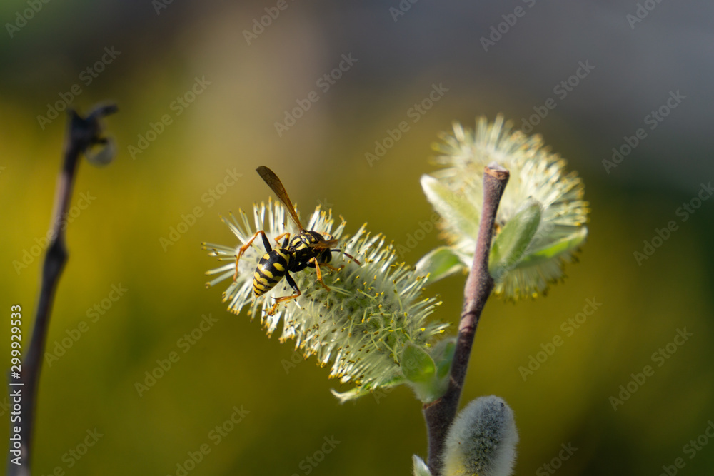 Obraz premium biene wespe
