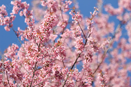 Pink sakura blossoms in Thailand © heyjojo19