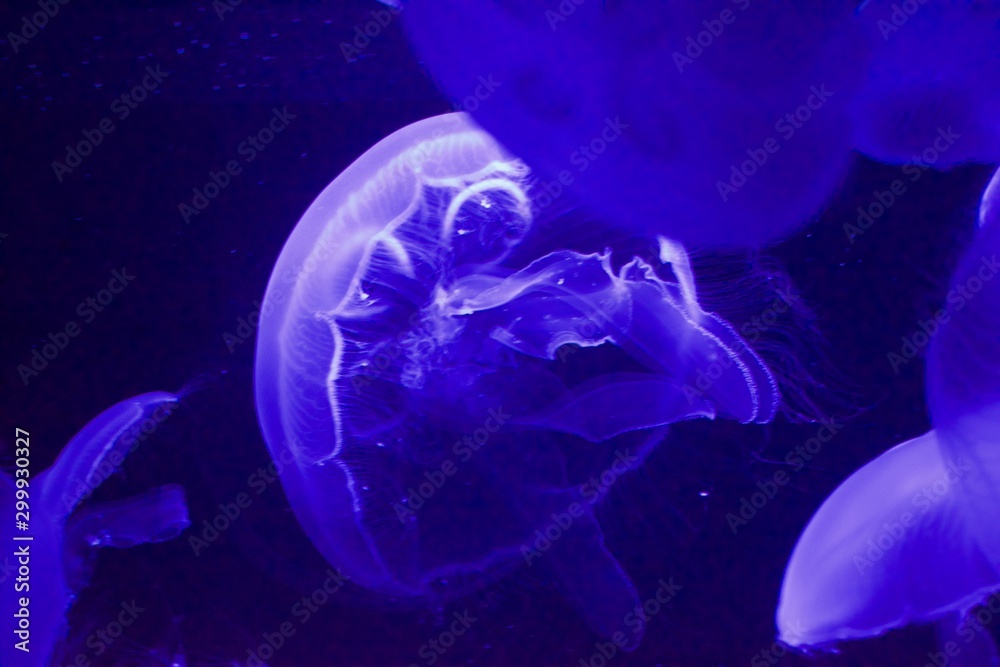 Jelly fish floating in aquarium tank under a blue light Jelly fish floating in aquarium tank under a blue light