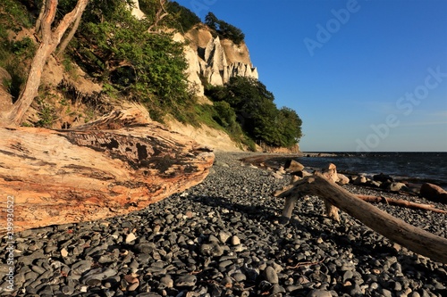chalk cliff and driftwood at the Island of Møn, Baltic Sea, Denmark photo