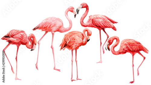 set of pink flamingo on an isolated white background, watercolor illustration © Hanna