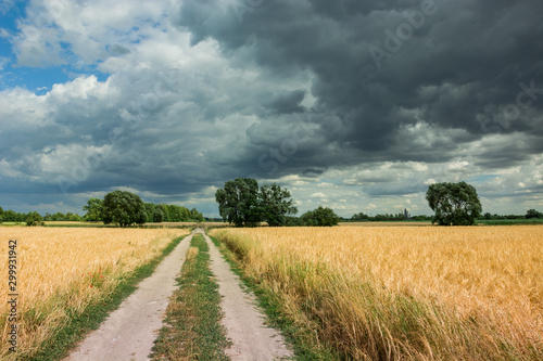 Ground road through a grain field and black clouds in the sky